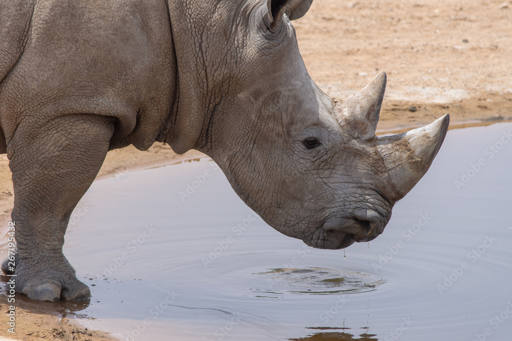 A white rhinoceros or square-lipped rhinoceros (Ceratotherium simum) close-up drinking at a waterhole. A white rhinoceros or square-lipped rhinoceros (Ceratotherium simum) close-up drinking at a waterhole.