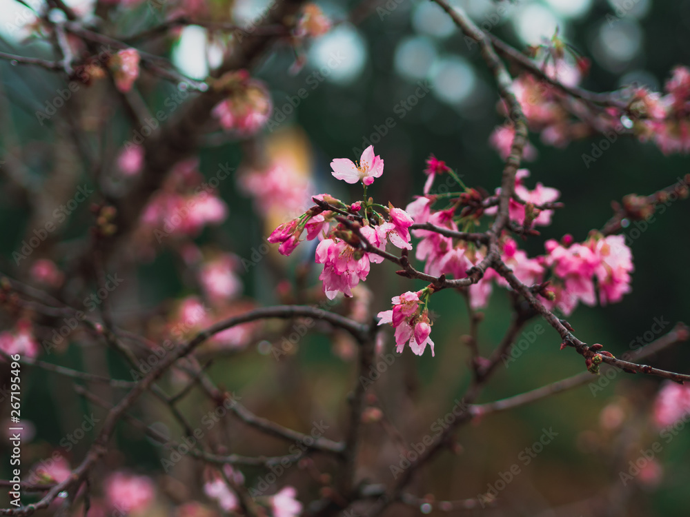 Closeup beautiful Cherry blossom or Sakura flowers in spring season. Closeup beautiful Cherry blossom or Sakura flowers in spring season.