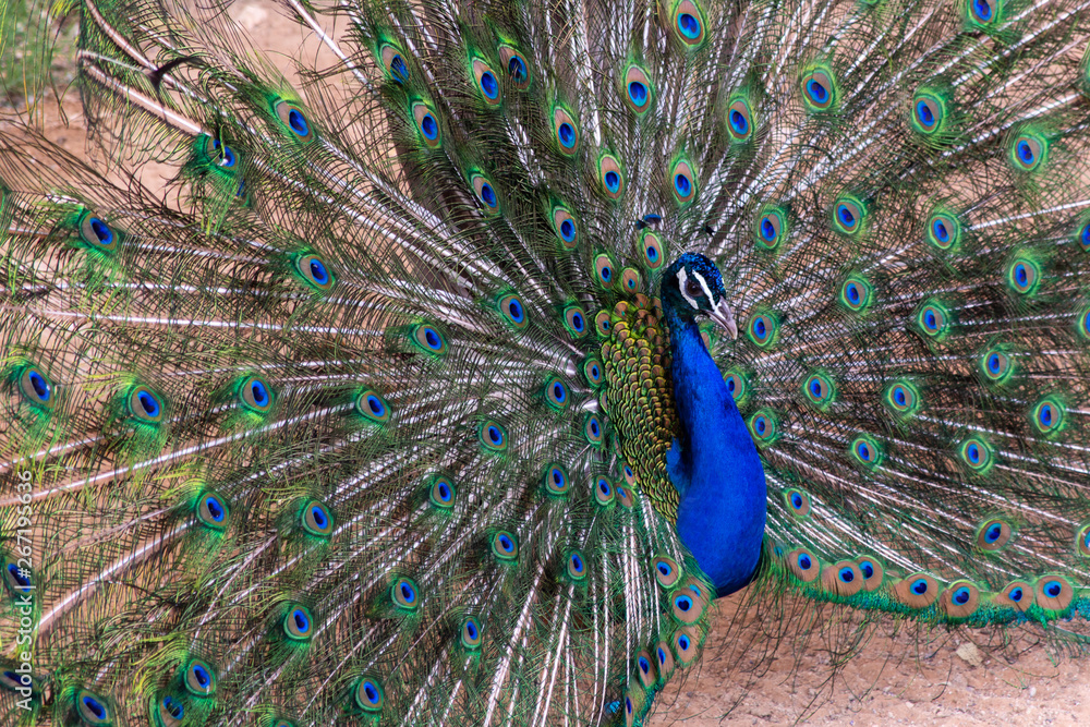 Naklejka premium Indian Peacock (Pavo cristatus) male spreading its feathers showing off colours.