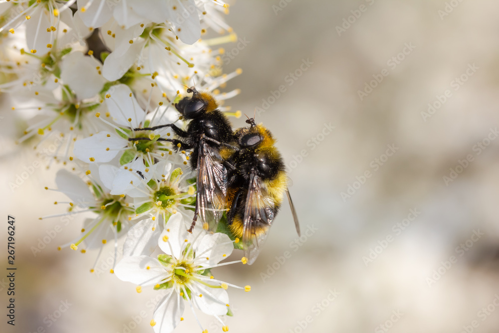 Hummel sitzt auf weißen Kirschblüten und paaren sich Hummel sitzt auf weißen Kirschblüten und paaren sich