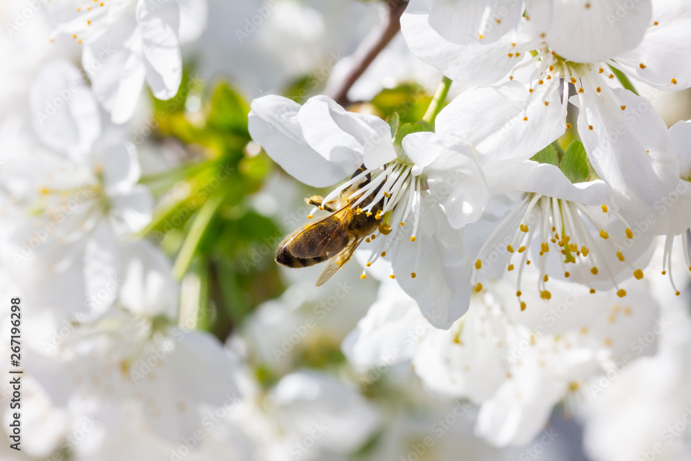 eine Honigbiene sammelt an weiße Kirschblüten Honig eine Honigbiene sammelt an weiße Kirschblüten Honig