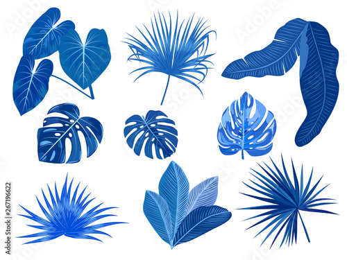 Blue tropical palm leaves, botanical vector illustration, set isolated on white background.
