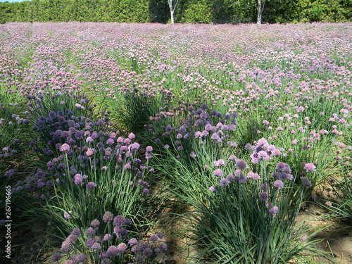 Fields of Purple Flowers