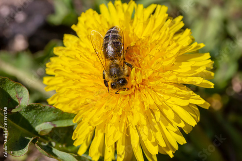 eine Honigbiene sammelt an einer Blume (Löwenzahn) Honig