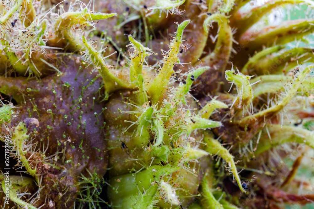 Naklejka premium Nahaufnahme von der Fruchthülle einer Haselnuss