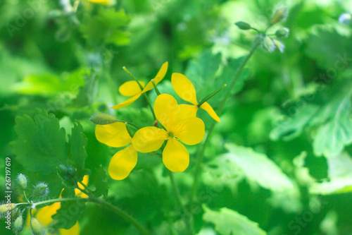 Celandine plants with yellow flower and green patterned leaves