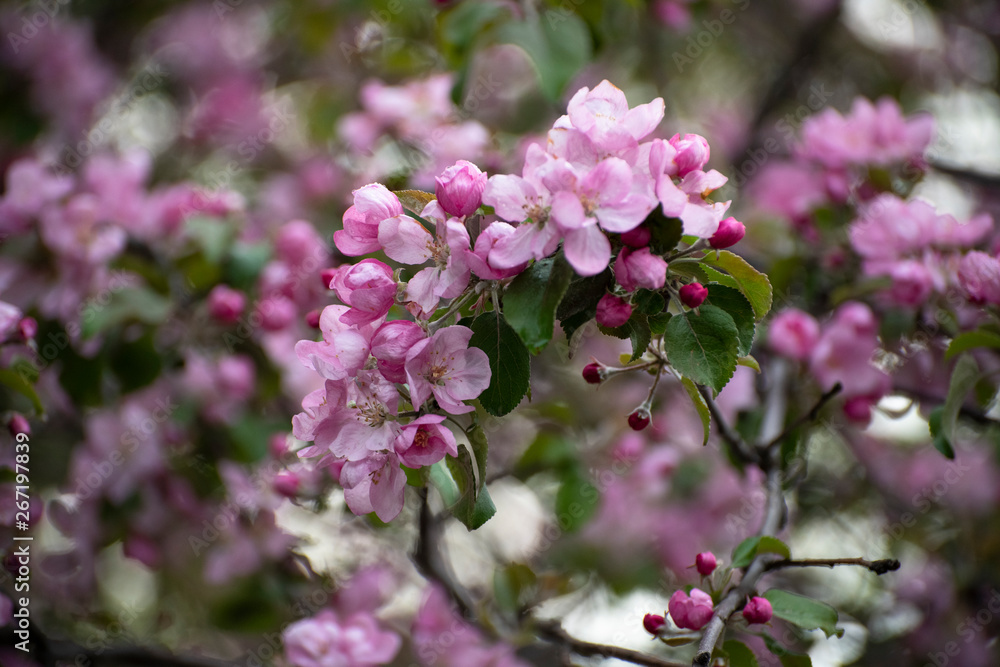 beautiful flowers of Apple trees beautiful flowers of Apple trees