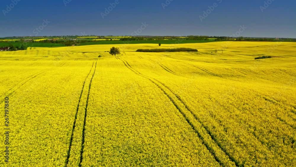 Flying above big rape fields in cloudy day, Poland Flying above big rape fields in cloudy day, Poland