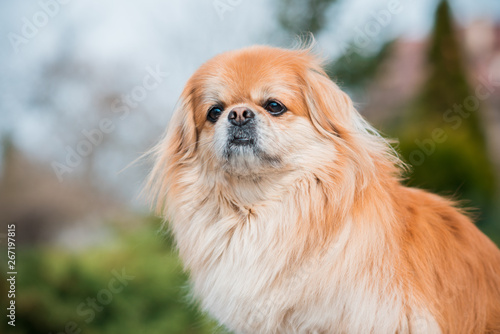 Lifestyle of pet, portrait beautiful redhead dog walking at street