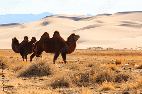 chameau dromadaire dans le désert