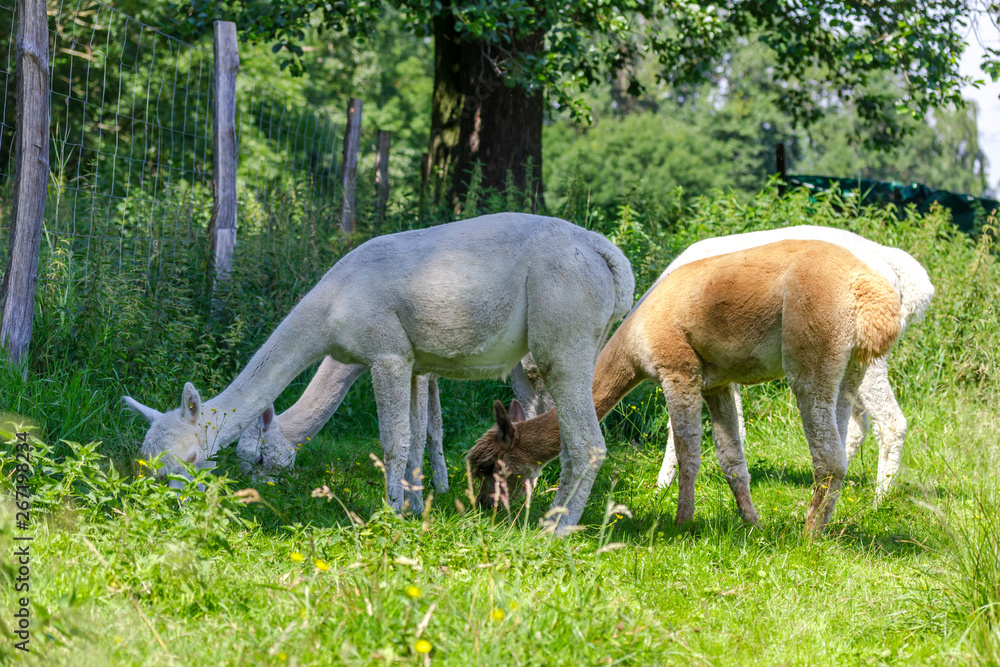 Alpakas auf einer Wiese beim fressen Alpakas auf einer Wiese beim fressen