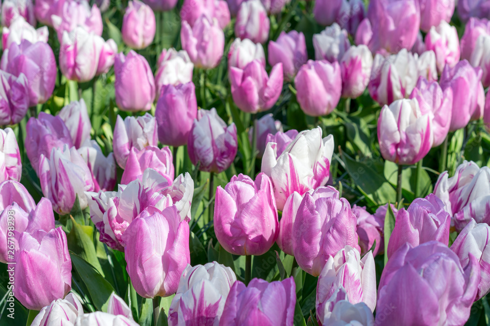 Obraz premium Beautiful lilac and white multi-colored tulips.