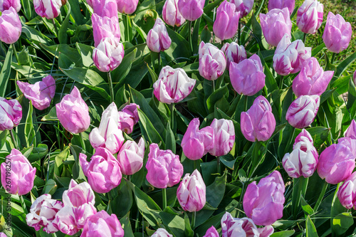 Beautiful lilac and white multi-colored tulips.