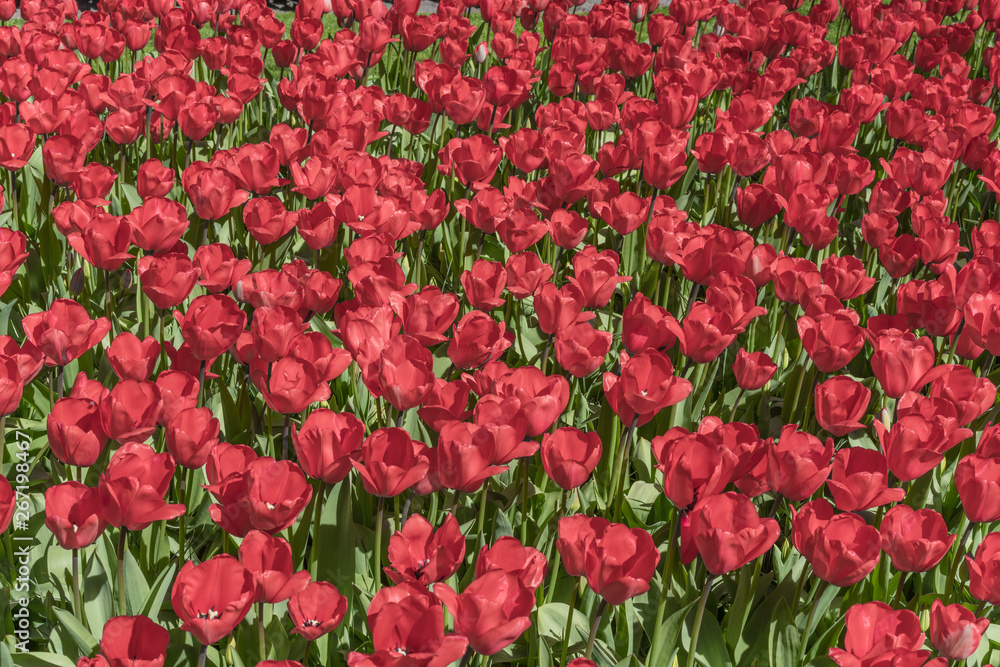 Field with red tulips in the netherlands. Red tulips background.