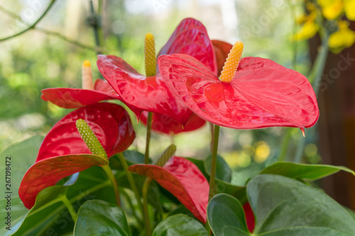 The red, heart-shaped flower of Anthuriums is really a spathe