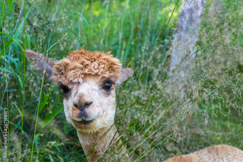 ein braunes Alpaka auf einer Wiese photo