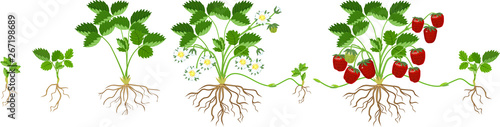 Life cycle of strawberry isolated on white background. Plant growth stage from seedling to strawberry plant with ripe berries