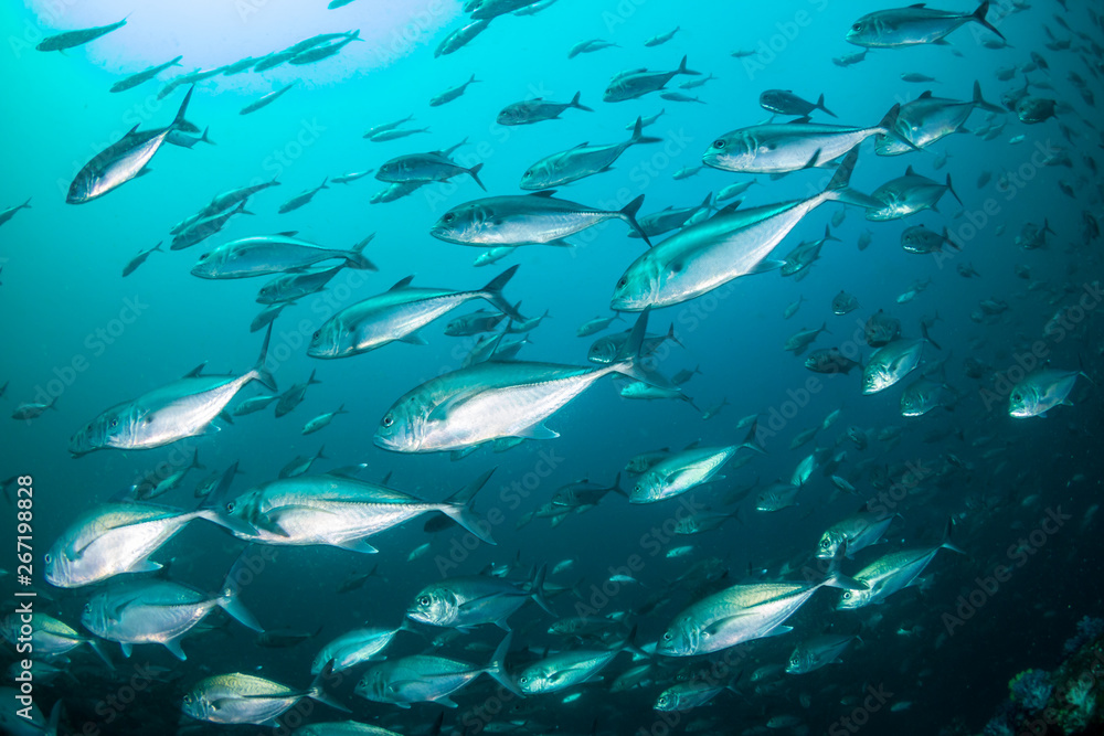 A school of Jacks in a murky, tropical ocean A school of Jacks in a murky, tropical ocean