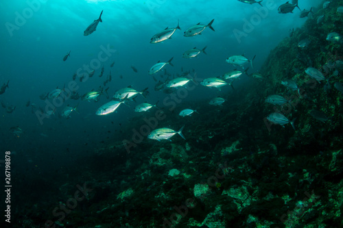 A school of Jacks on a murky tropical coral reef (Black Rock, Mergui Archipelago, Burma)