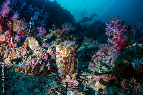 Cuttlefish on a coral reef at sunset (Black Rock, Myanmar)