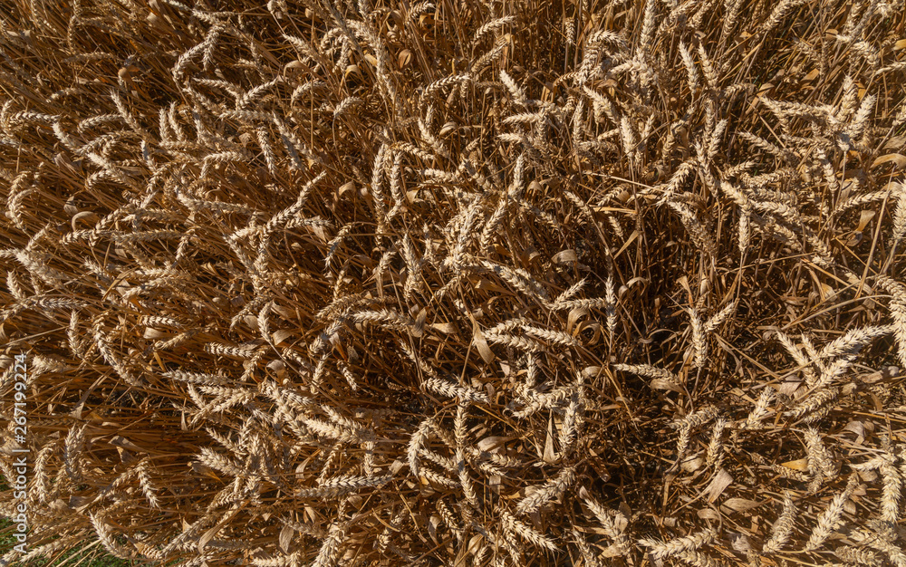 ein großes Feld mit goldenem Weizen von oben ein großes Feld mit goldenem Weizen von oben