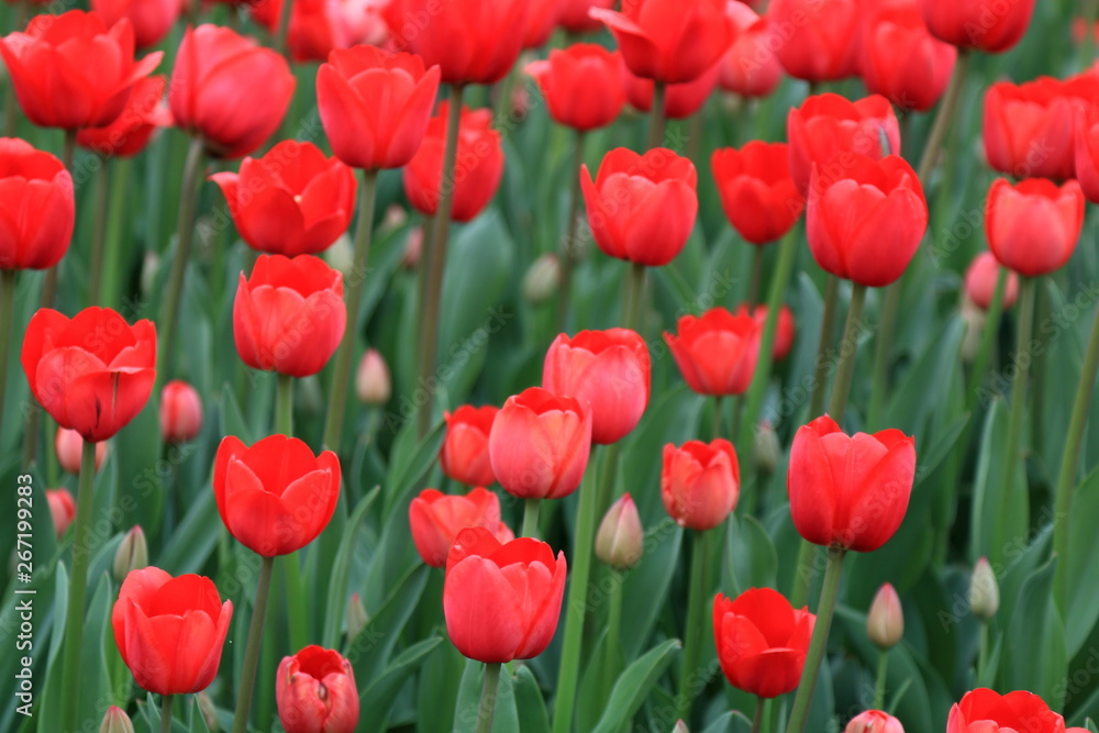 Beautiful red tulips during the spring bloom