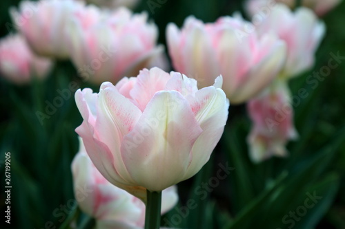 Beautiful delicate pink blooming spring tulip on the background of tulips and green grass