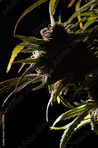 Cannabis plant against black background backlit