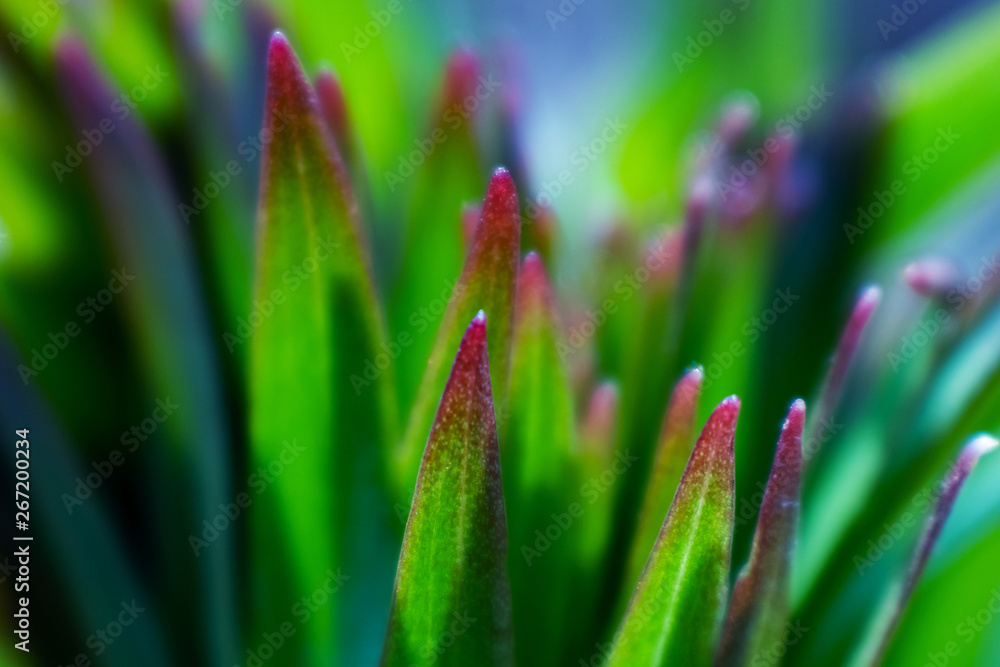 Green leaves close up. Background summer macro image. The concept of environmental friendliness to nature. Green leaves close up. Background summer macro image. The concept of environmental friendliness to nature.