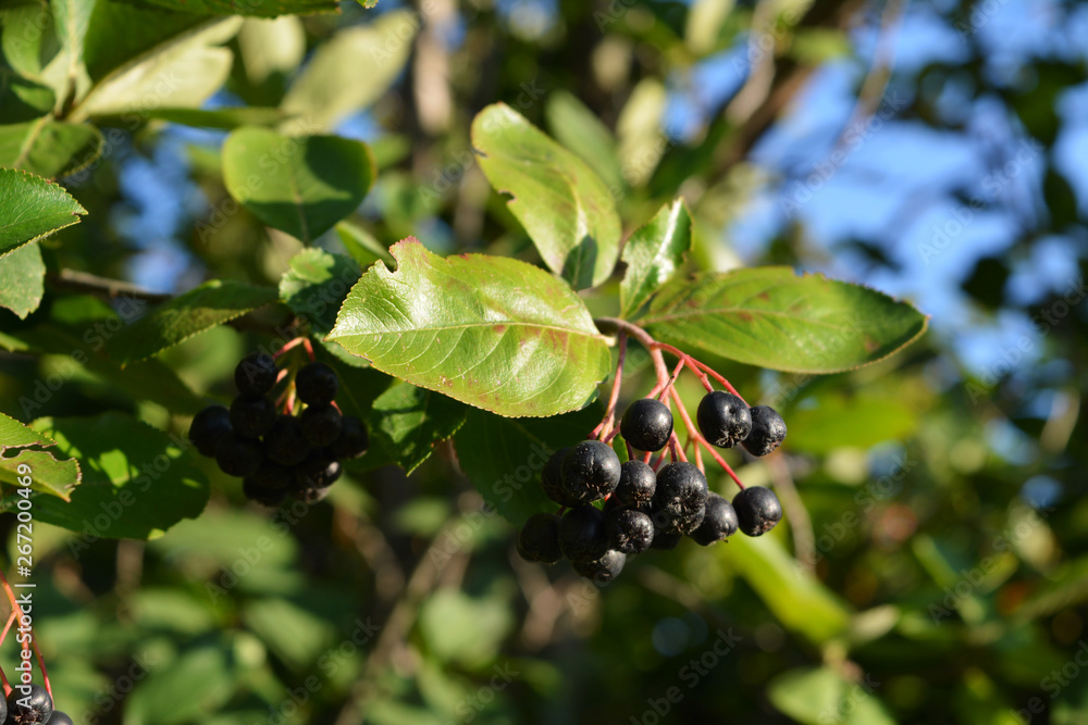 Closeup berries and leaves of chokeberry or aronia bush in the garden. Closeup berries and leaves of chokeberry or aronia bush in the garden.