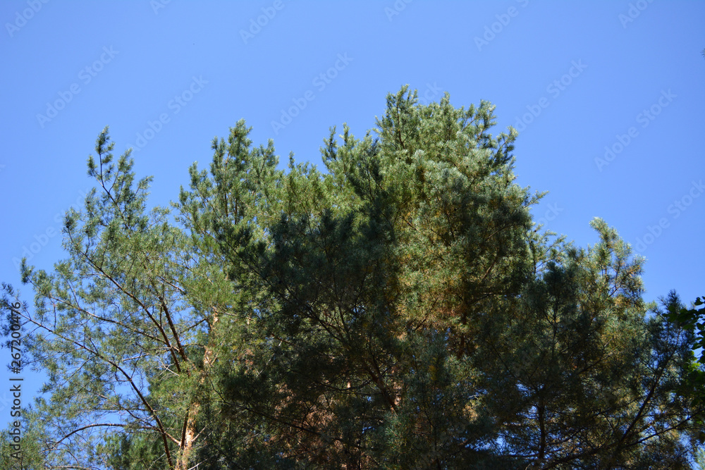 Pine branches on the background of clear blue sky.