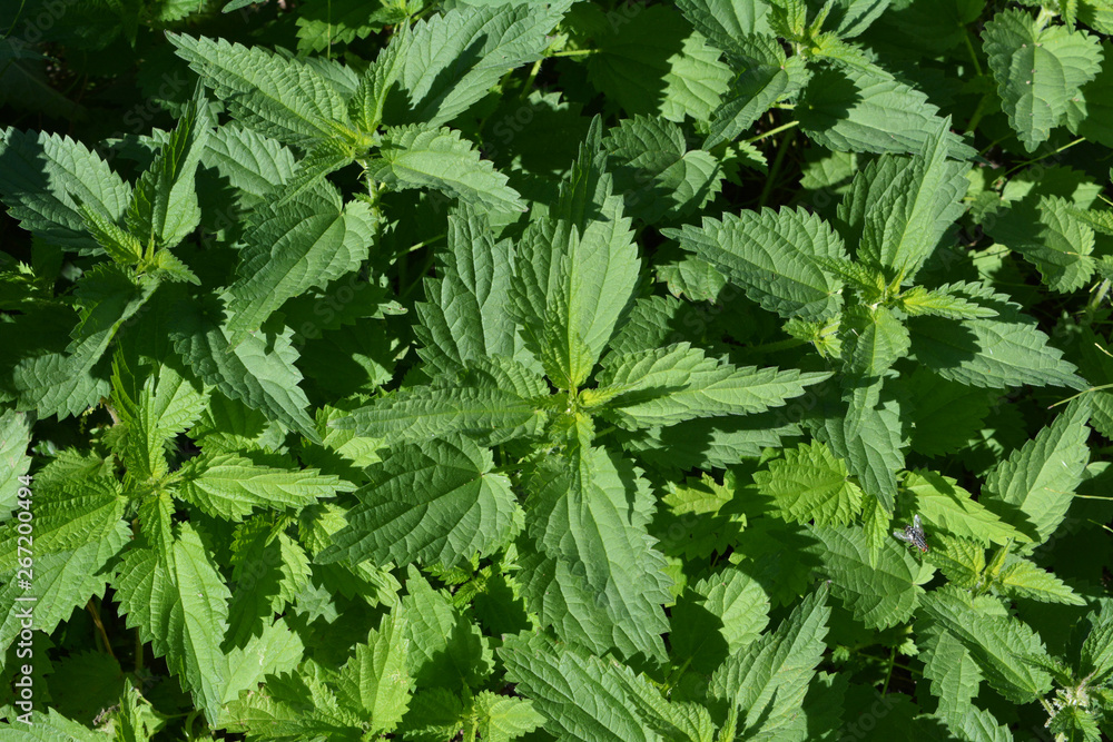 Nettle green leaves in the garden. Urtica dioica. Nettle green leaves in the garden. Urtica dioica.