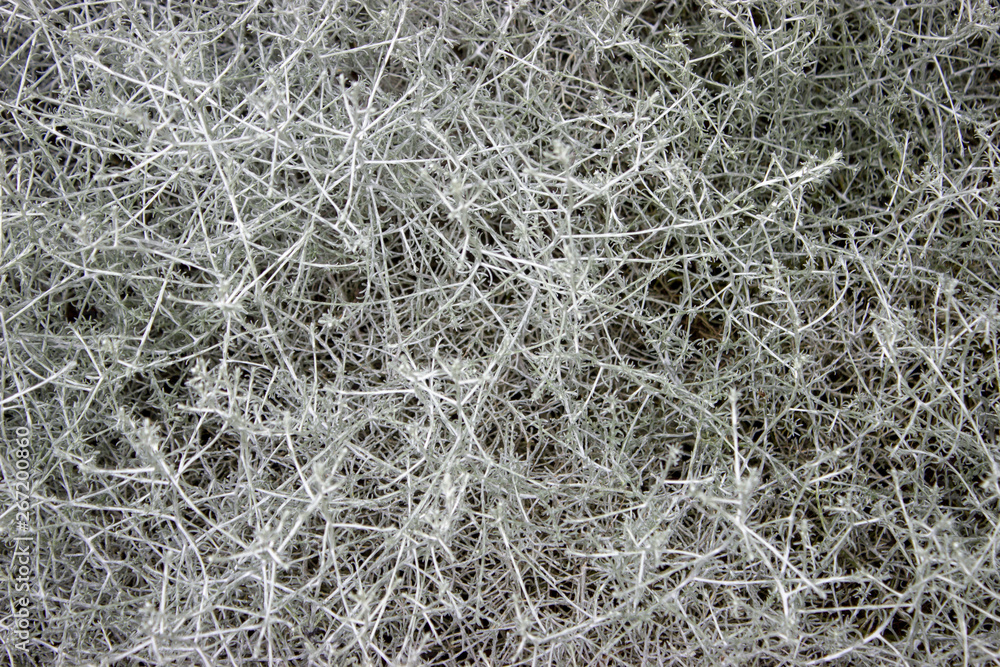 Background from cushion bush leucophyta brownii Background from cushion bush leucophyta brownii