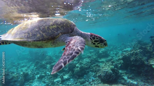eine Schildkröte holt an der Wasseroberfläche Luft