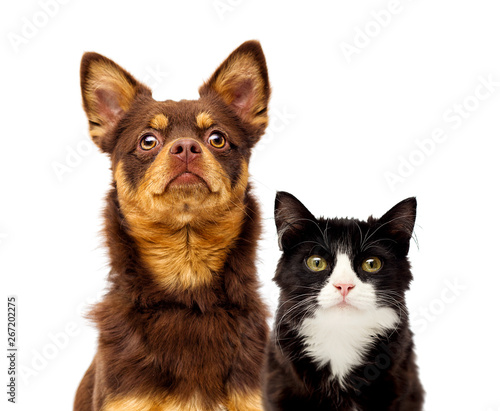 dog and cat portrait together on a white background
