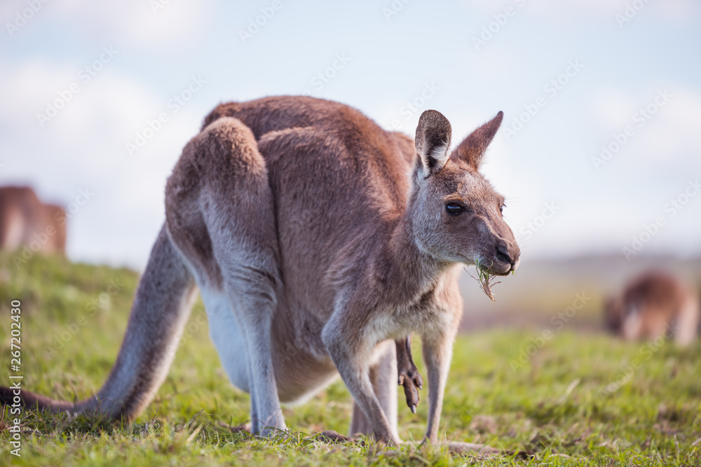 kangaroo in australia