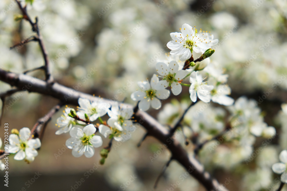 Spring flowers blooming in the garden with the other flowers bokeh background Spring flowers blooming in the garden with the other flowers bokeh background