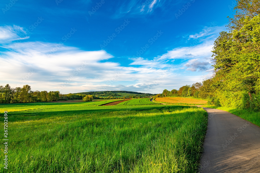 Obraz premium The path in the green fields with some trees, a blue sky and some few white clouds