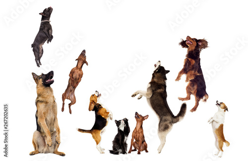 dog and cat looking up on a white background