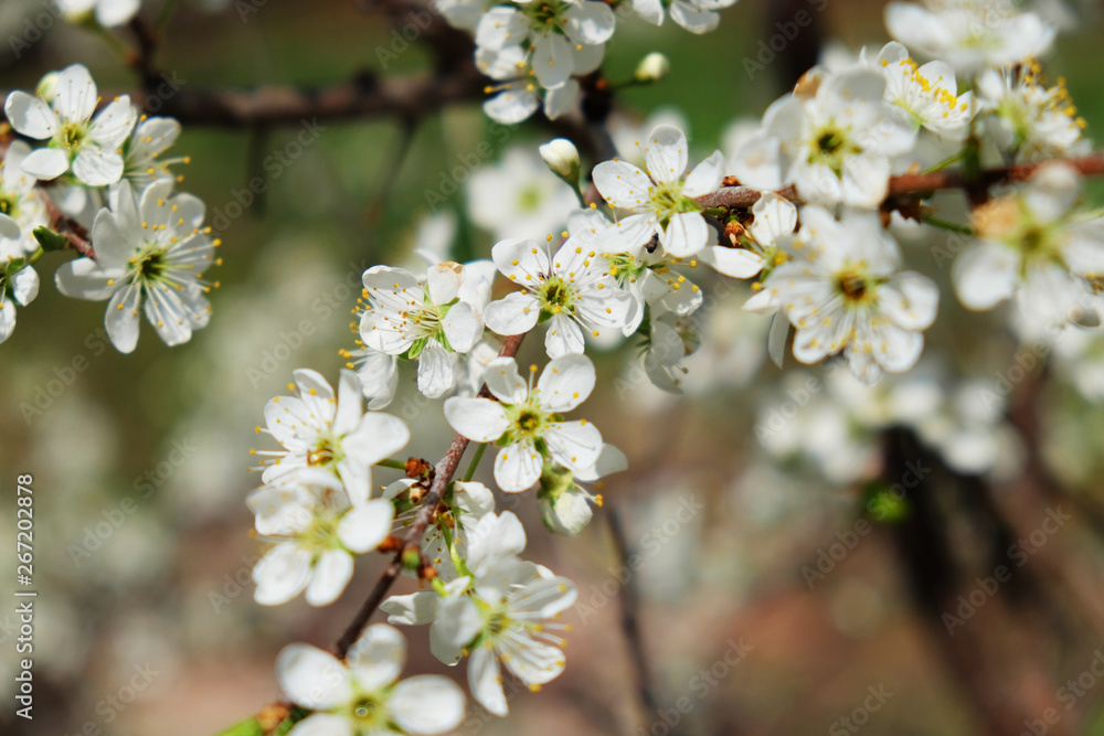 Spring flowers blooming in the garden with the other flowers bokeh background Spring flowers blooming in the garden with the other flowers bokeh background