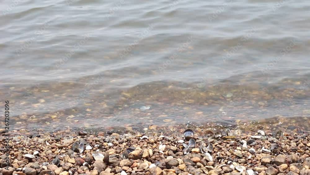 The shore of the lake, river, pond. The shore of the lake, river, pond.