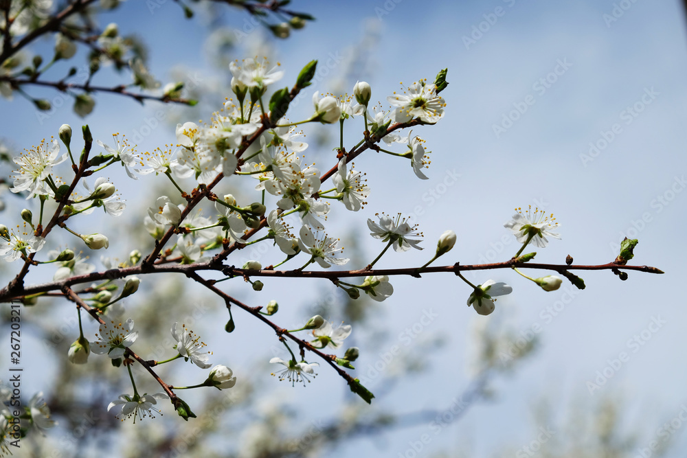 Spring flowers blooming in the garden with the other flowers bokeh background Spring flowers blooming in the garden with the other flowers bokeh background