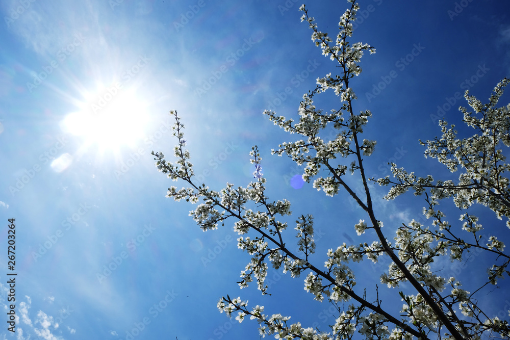 Cherry blossom trees in a park with a blue sky and the sun at the background Cherry blossom trees in a park with a blue sky and the sun at the background