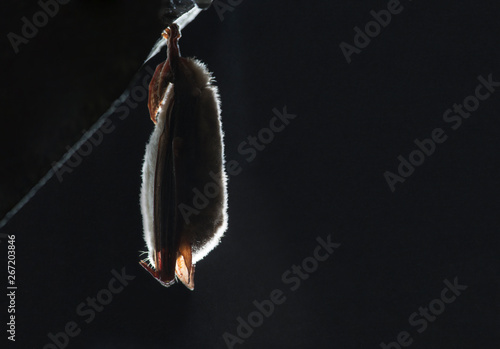 Close up strange animal Greater mouse-eared bat Myotis myotis hanging upside down on top of cold natural rock cave and hibernating. Creative wildlife photography. Backlit illuminated blurry background
