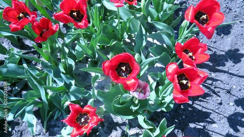 Photo of beautiful red tulip in flowerbed in spring garden 