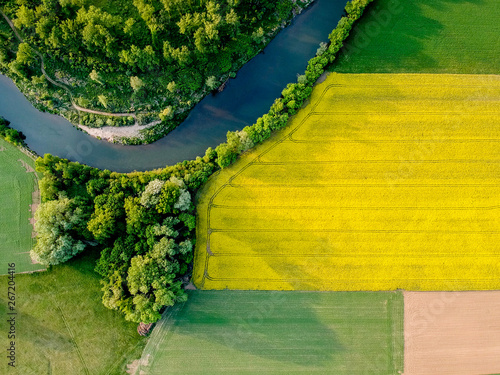 Obraz na plátně Yellow rapeseed field in bloom at spring