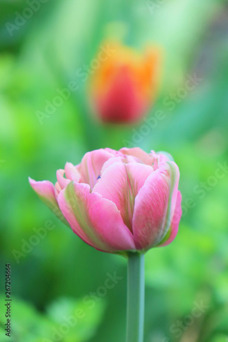 tulip in the garden