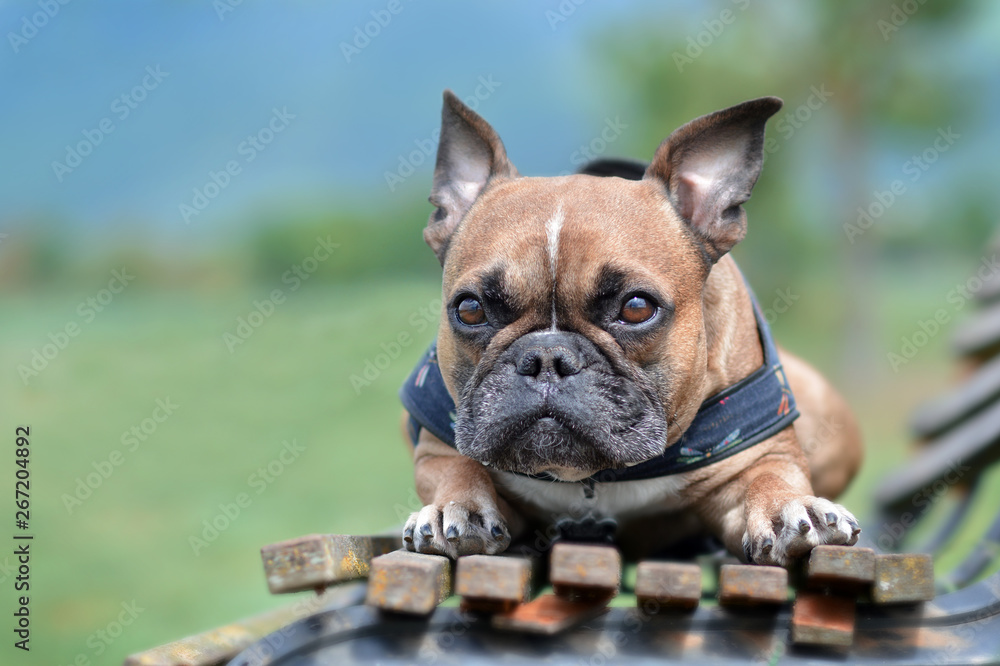 Brown French Bulldog dog lying on bench in on blurry meadow background