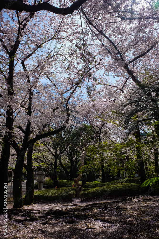 Pink sakura tree park in Tokyo city april winter Pink sakura tree park in Tokyo city april winter