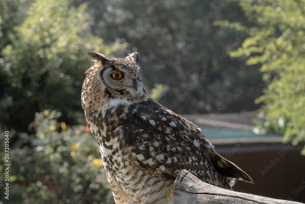 A Cape Eagle Owl on a perch in a garden. A Cape Eagle Owl on a perch in a garden.